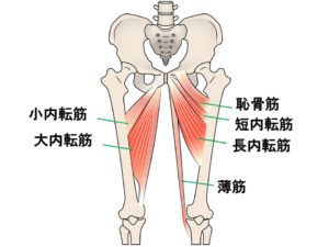 ビクラムヨガ 膝ロックは内転筋群も使う